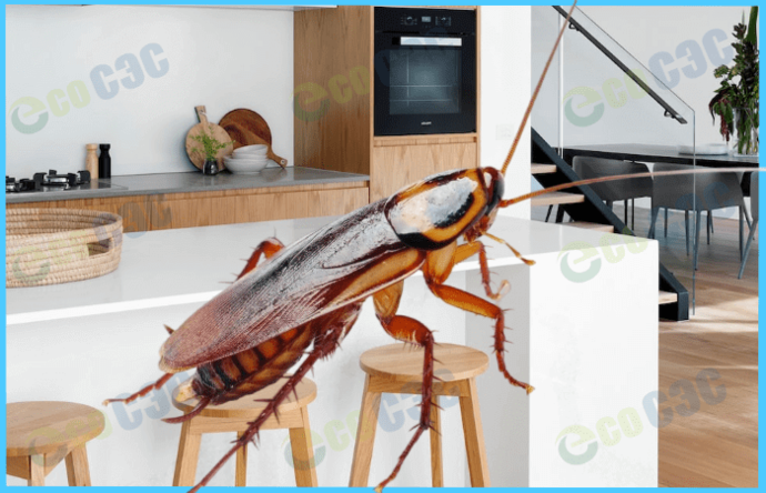 Топ-5 способов борьбы с тараканами на кухне - фото