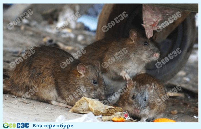 Фото уничтожение крыс и мышей