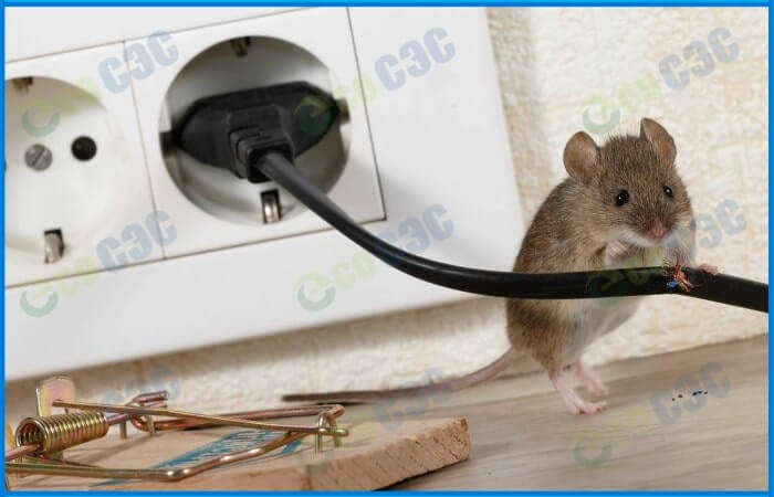 Фото-ловушки для мышей