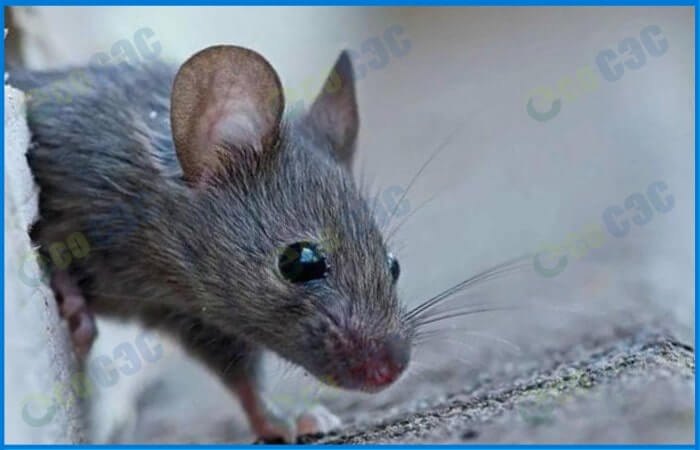 Фото-выведение мышей в доме