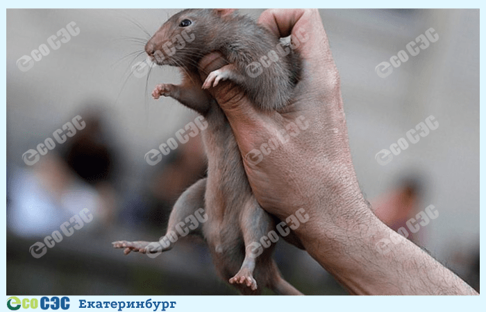Фото борьба с крысами