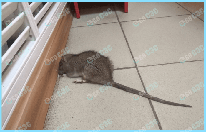 Фото-крыса в помещении