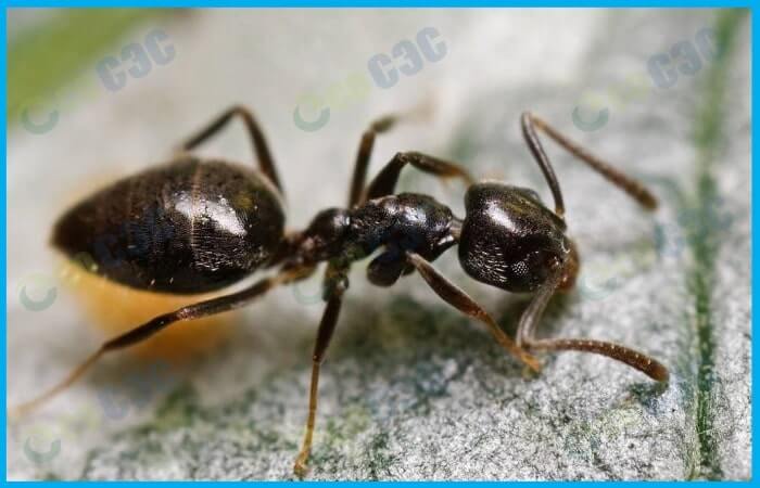 Фото-садовый муравей